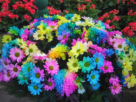 Multi Colored Daisy Flowers | Best Flower Site