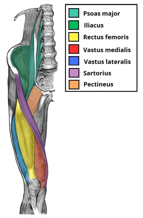 The Femoral Nerve Course Motor Sensory TeachMeAnatomy - Dermatomes ...