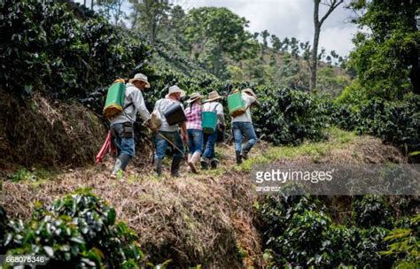 1,486 Coffee Farm Worker Stock Photos, High-Res Pictures, and Images ...