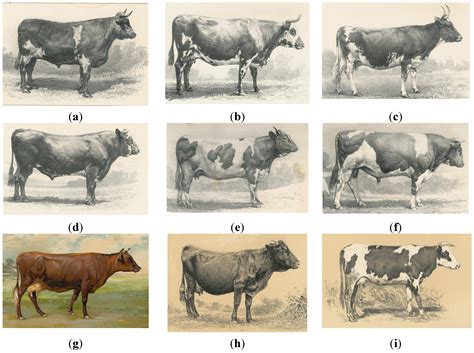 Diversity Free Full Text On The History Of Cattle Genetic Resources