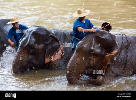 Elephants Are Bathed In The River By Their Mahouts At The Chiang Dao