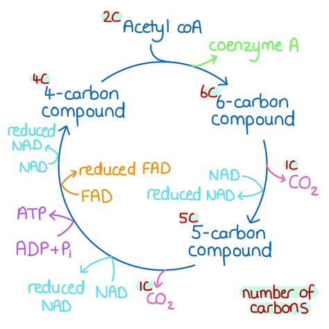 The Krebs Cycle Is Part Of Aerobic Respiration That Happens In The