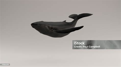 Black Humpback Whale Stock Photo - Download Image Now - Animal, Art ...