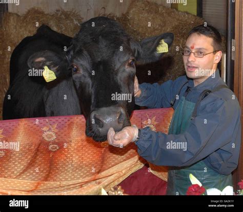 Shambo the Bull Stock Photo - Alamy