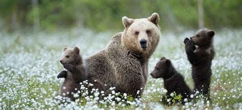 Wild Brown Bears - Finland - 2025 - Natures Images