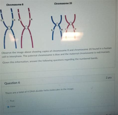 Solved Chromosome 8 Chromosome 20 5 6 7 8 Observe the image | Chegg.com 