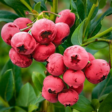 Pink Lemonade Blueberry Bushes For Sale The Tree Center