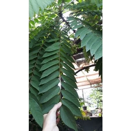 Jual Daun Belimbing Wuluh Segar Persatu Batang Shopee Indonesia