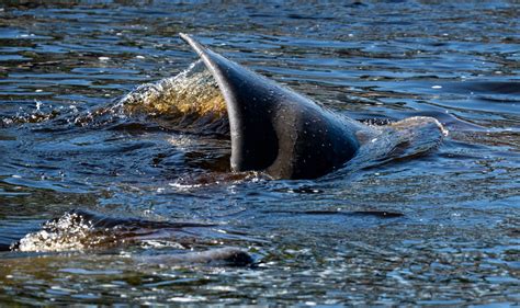 Cold fronts causing manatees in Florida to migrate inland for refuge