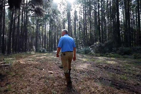 Csrwire Rayonier Scientists Bring Deep Knowledge To Forest Management