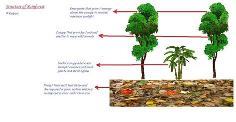 Year Geography Characteristics Of Tropical Rainforests Diagram Quizlet