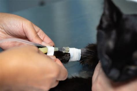 Sedation In Cats Joii Pet Care