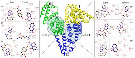 Molecular Contacts Between The Amino Acid Residues Of Site 1 Right