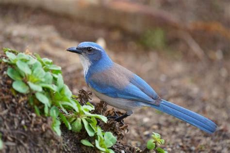 Bluebird Symbolism: 7 Meanings & Representations