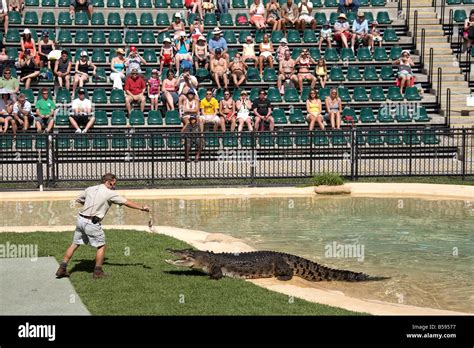 Keeper feeding crocodile show presentation demonstration Australia Zoo ...