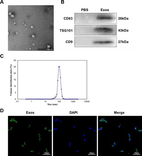 Identification Of Bmsc Exos And Internalization In Hces A The Images Download Scientific