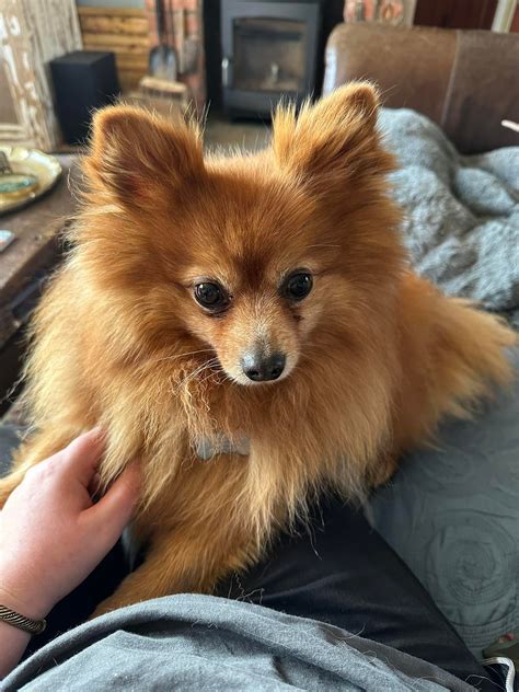Today I went to meet this lovable... - Pawsome Pets Norfolk | Facebook