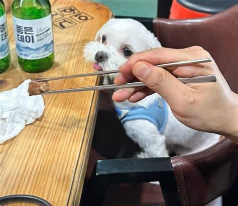 내돈내산 솔직후기 부산애견동반식당 명지맛집 명지불타는삼겹살 네이버 블로그