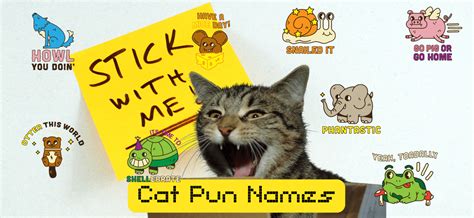 Cat Pun Names – 70 Punny Names for Your Kitty - PetsTime