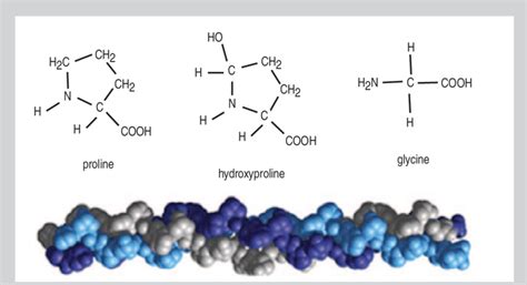 Schematic Showing The Triple Helical Structure Of The Collagen Molecule