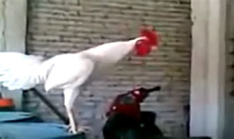 'Good Morning', says the laughing rooster! (Watch Video) - India.com