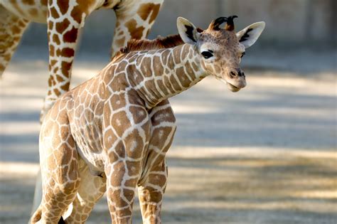 Memphis Zoo welcomes baby giraffe