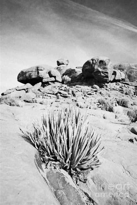 Agave Plant At Guano Point Grand Canyon West Arizona Usa Photograph By