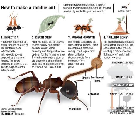 Vinix Pedia: Zombie Ants (Ophiocordyceps Unilateralis)