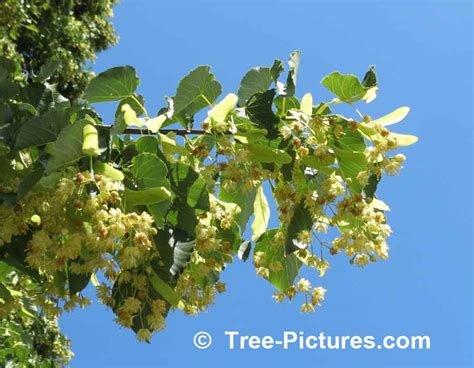 Linden Tree Picture