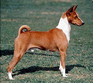 Red and White Basenji portrait. (4) Hunting Dogs Training, Basenji ...