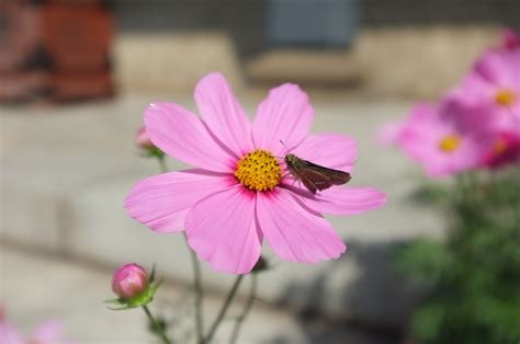 Wallpaper Blossom Pink Tokyo Fujifilm Flower Flora Petal