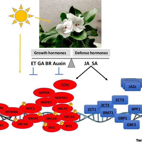 Coordinated Control Of The Monoterpenoid Indole Alkaloid Mia Pathway