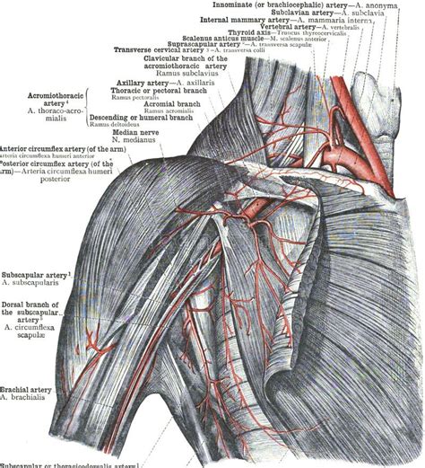 Anatomía De La Arteria Axilar Sobre Fondo Blanco Foto De Archivo