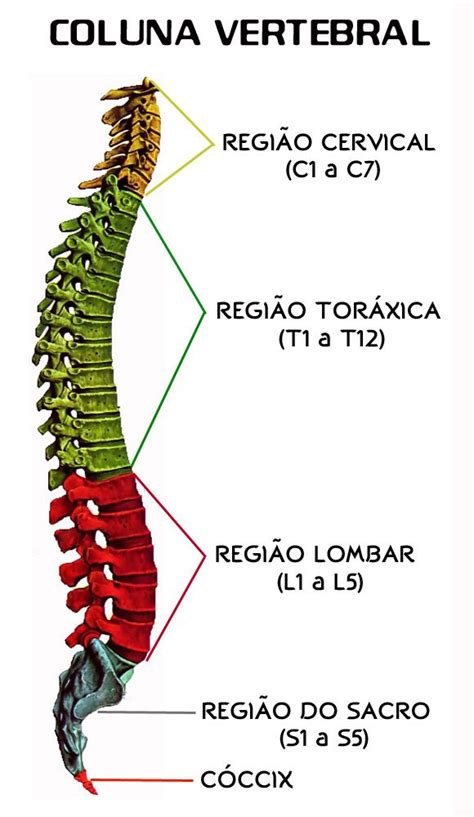 Dores Musculares E Lombalgia A Verdade Material De Enfermagem