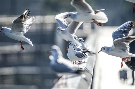 Premium Photo | Seagulls flying