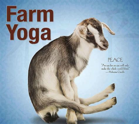 Yoga Goat Blue Animal Yoga Funny Goat Hd Wallpaper Pxfuel