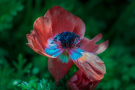 Flowers Nature Plants Red Flowers Green Background Wallpaper