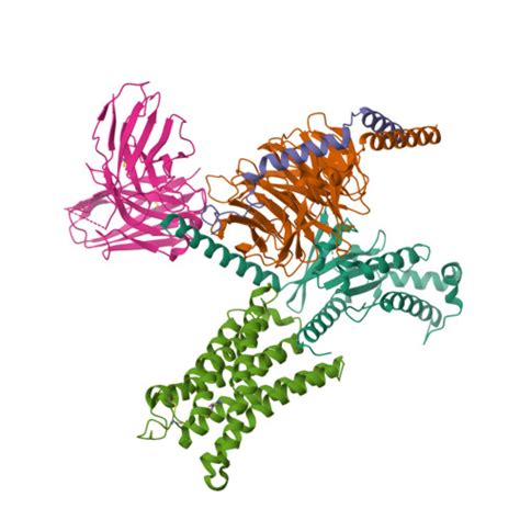 Rcsb Pdb Thl Cryo Em Structure Of Epinephrine Bound Alpha A