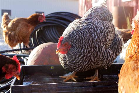 How to Take Care of Your Chickens: A Daily Checklist