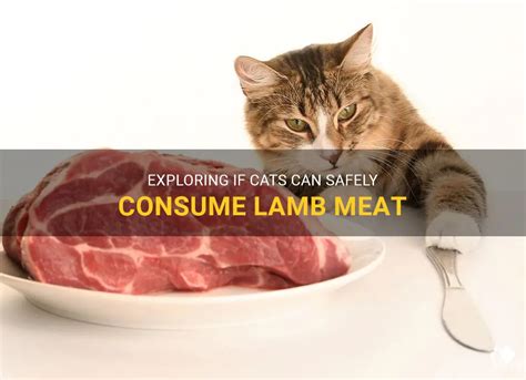 Exploring If Cats Can Safely Consume Lamb Meat Petshun