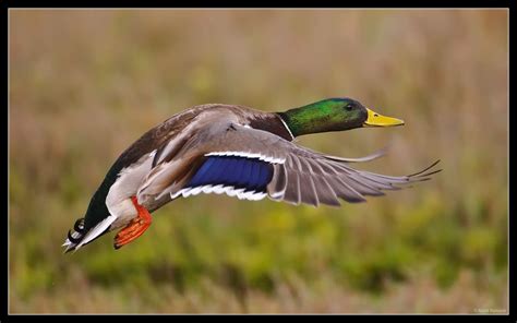 Mallard Wallpapers Wallpaper Cave