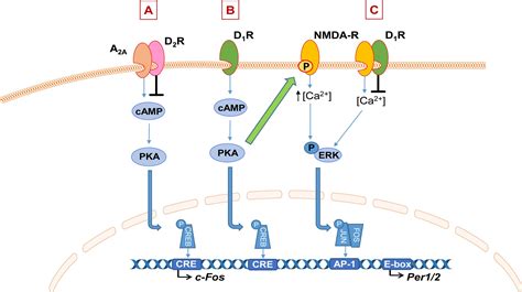 Frontiers Disrupted Sleep And Circadian Rhythms In Schizophrenia And