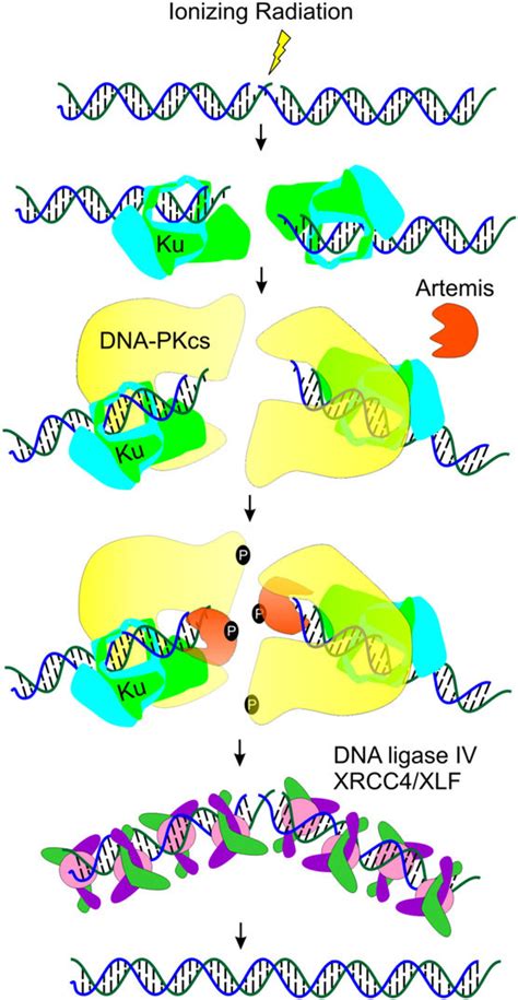 Nhej Pathway Following A Ir Induced Dsb The Ku Dimer Greenlight