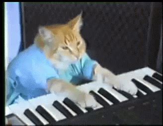 Cat Keyboard GIF - Cat Keyboard - Discover & Share GIFs