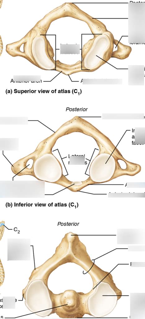 First And Second Cervical Vertebrae Diagram Diagram Quizlet