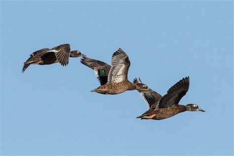 Laysan Duck – birdfinding.info