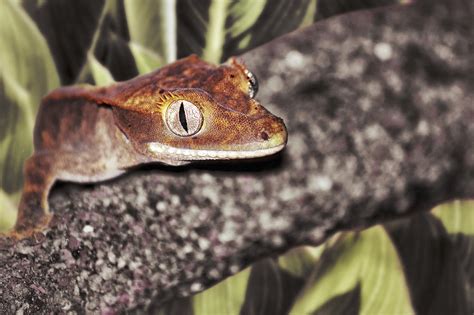 Eyelash-Crested Gecko Photograph by Jason Politte | Fine Art America