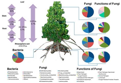 Microorganisms Free Full Text First Insights Into The Microbiome Of