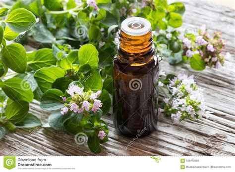 A Bottle Of Oregano Essential Oil With Fresh Blooming Oregano Twigs