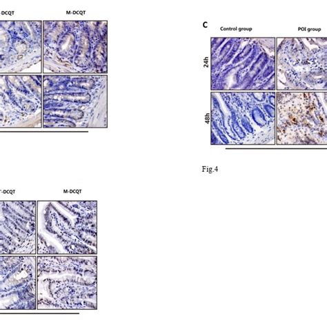 Expression Of A Nf B B P Mapk And C Tlr In The Ileum Of